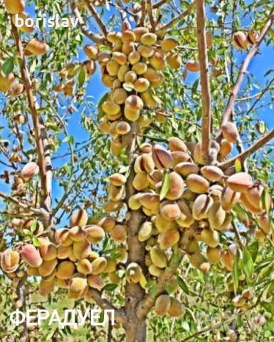 Бадеми сортове Аспарух, Ферадуел, Тексас, Нонпарел и Ференя, снимка 2 - Разсади - 42406746
