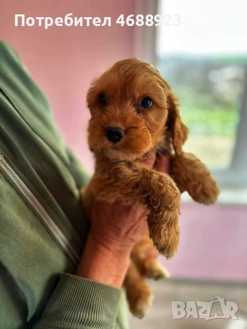 Продават се чистокръвни кокер шпаньоли, снимка 6 - Кокер шпаньол - 53063124