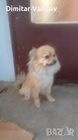 Продавам го шпиц женско 