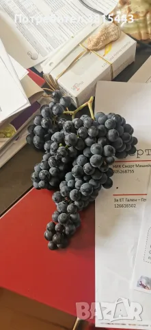 Винено грозде от производител, снимка 3 - Други - 55802791