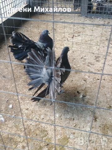 Фенерлии , снимка 2 - Гълъби - 52369128