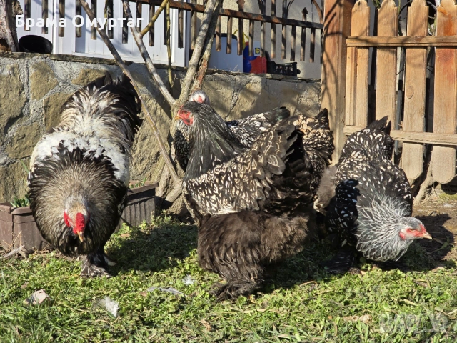 Продавам разплодни яйца от Сребърно кантирана барма (Silver Laced), снимка 15 - Кокошки и пуйки - 53811785