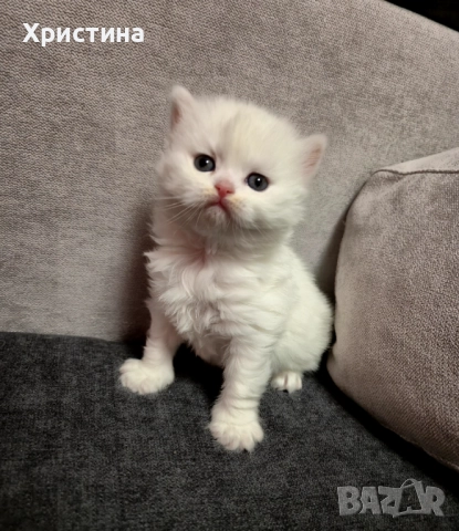 Бяло британско коте , снимка 4 - Британска късокосместа - 52835556