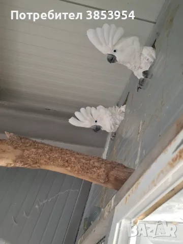 Какаду Алба - мъжки, снимка 3 - Папагали - 50429979