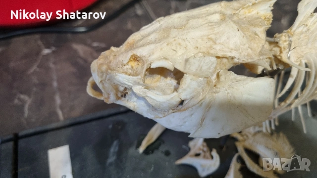 Стар анатомичен модел , снимка 2 - Други ценни предмети - 53830111