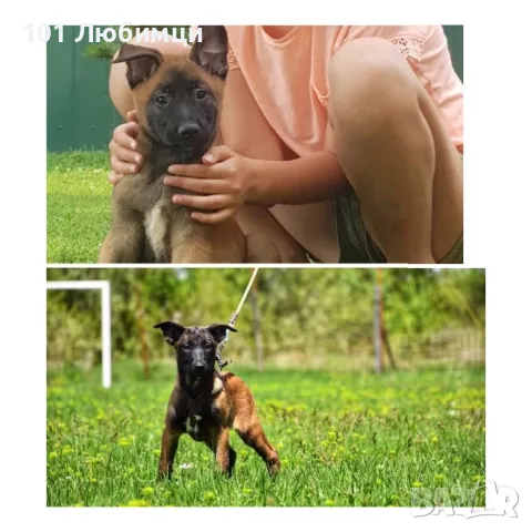 Белгийска овчарка -Малино