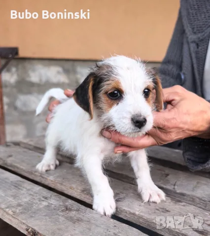 Продавам бебета джак ръсел, снимка 4 - Джак ръсел териер - 56395475