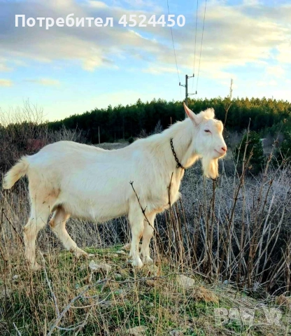 Продавам чистокръвен млад саански пръч 