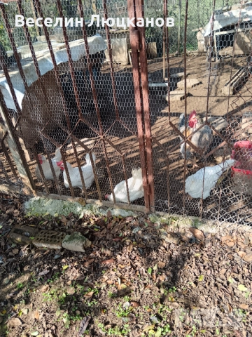 Кокошки Бял легхорн