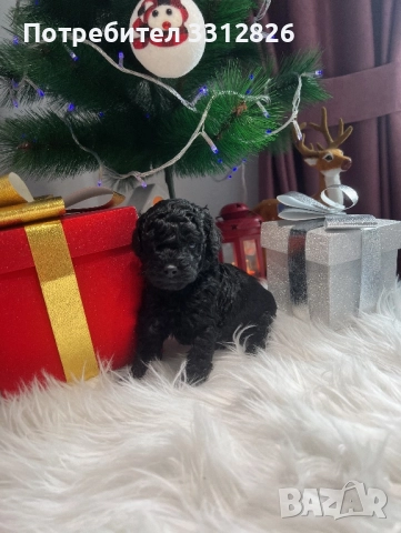 Той Пудел, снимка 3 - Пудели - 52897355