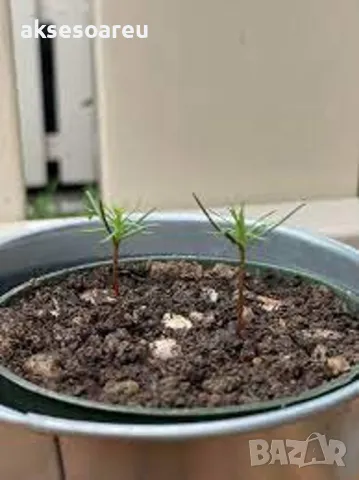 Екзотични нови 15 семена гигантска секвоя мамутово дърво sequoiadendron giganteum декорация в двора, снимка 9 - Сортови семена и луковици - 50222677