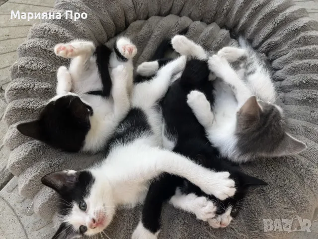 Подарявам малки котенца на 1 месец, снимка 7 - Други - 56151631