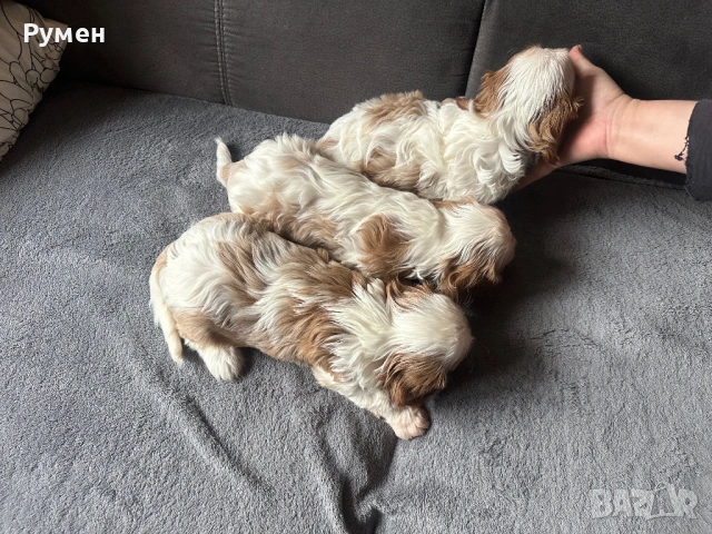 Продавам малки каварчета