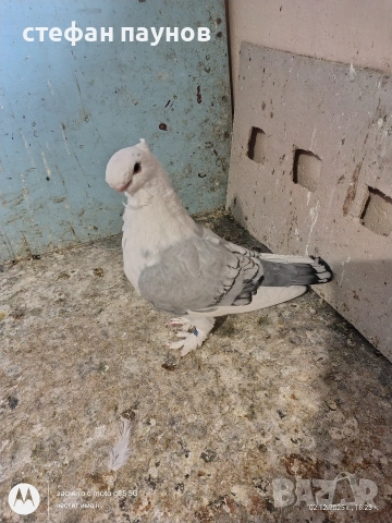 Мъжки Блонданети