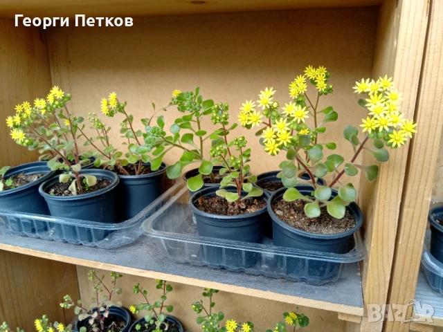 Дървото на Парите-Айхризон -около 10см., снимка 5 - Стайни растения - 50699165