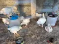 Продавам пилета, снимка 3