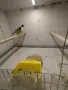 Продавам амадини , снимка 4