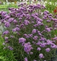 Вербена многогодишна, Verbena Bonariensis Bonnie Blue, снимка 3