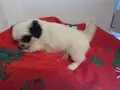 Японски хинчета, снимка 4