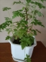 Цвете индрише, на 3 години  много здрав екземпляр, в саксия, снимка 1