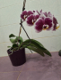 Орхидея, снимка 2