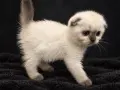 Шотландска клепоуха котка Blue Point. Scottish fold, снимка 3