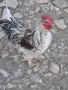 Петел лично предаване в Кърджали , снимка 2