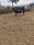 Телета мъжки за продаване, снимка 3