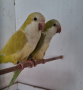 Продавам папагали , снимка 1 - Папагали - 40575281