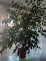 Бенджамин Фикус 150 см., снимка 5