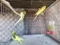 млади вълнисти папагали , снимка 6