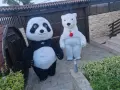 Бяло мече , мечка варна , снимка 6