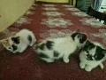 Подарявам малки котки, снимка 1