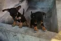 Женски мини пинчери ваксинирани , снимка 4