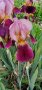 Кафяв ирис, снимка 1 - Градински цветя и растения - 41562670