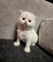 Бяло британско коте , снимка 4