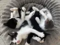 Подарявам малки котенца на 1 месец, снимка 7