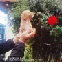 Продават се мини Пудели , снимка 2