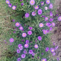 Цветя Астра алпийска – за ранно пролетно засаждане в градината, снимка 7 - Разсади - 41046622