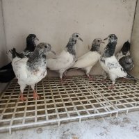  Пакистански гълъби , снимка 1 - Гълъби - 41985610