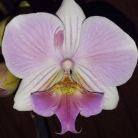 Орхидея фаленопсис Мanta Мaldives Big lip, снимка 1 - Стайни растения - 36163532