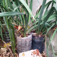 Вкоренени растения студоустойчива Юка на 1-3 год., снимка 12 - Градински цветя и растения - 38750889