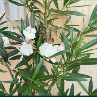 Олеандър/Зокум/Лян/Nerium Oleander, снимка 10 - Градински цветя и растения - 41400632
