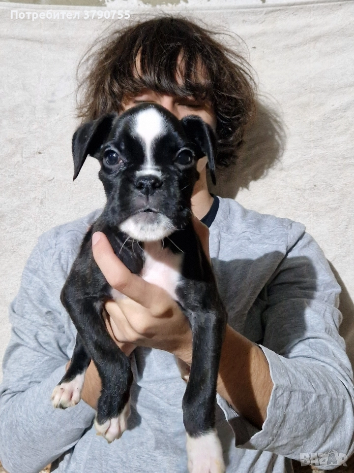 Боксер , снимка 1