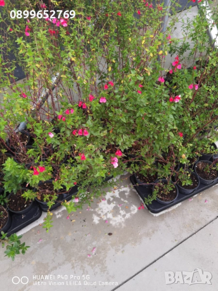 Salvia Microphylla Reve Rouge (Салвия Reve Rouge) , снимка 1