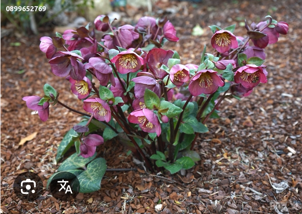 Кукуряк розов, снимка 1