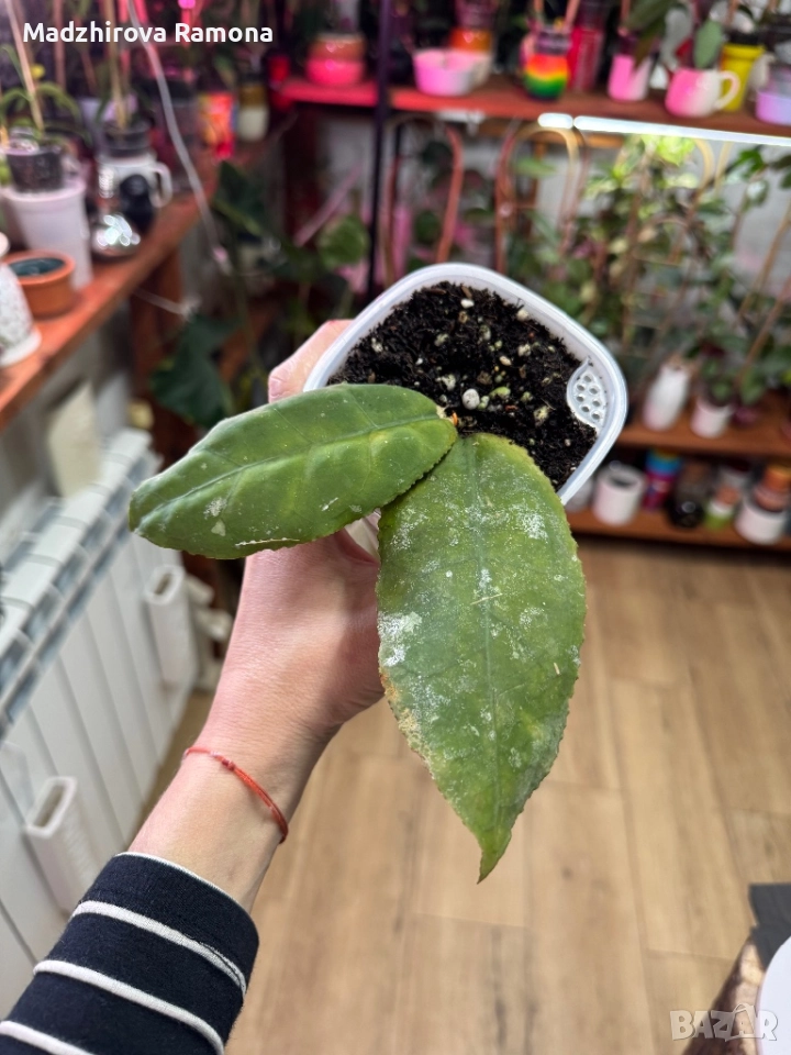 Hoya Undulata , снимка 1