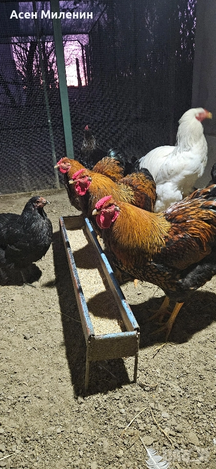 Продавам два Петела порода златен виандот И един петел брама , снимка 1