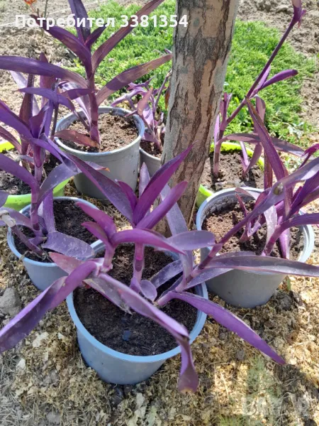 Пурпурно сърце, снимка 1