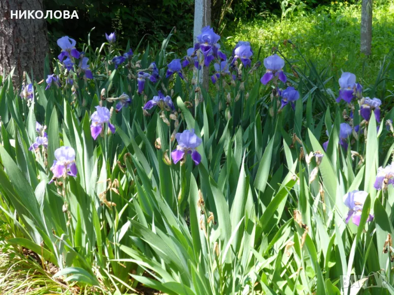 ИРИС - КОРЕНИ , снимка 1